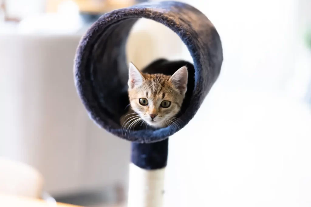 おもちゃの中に猫がいる