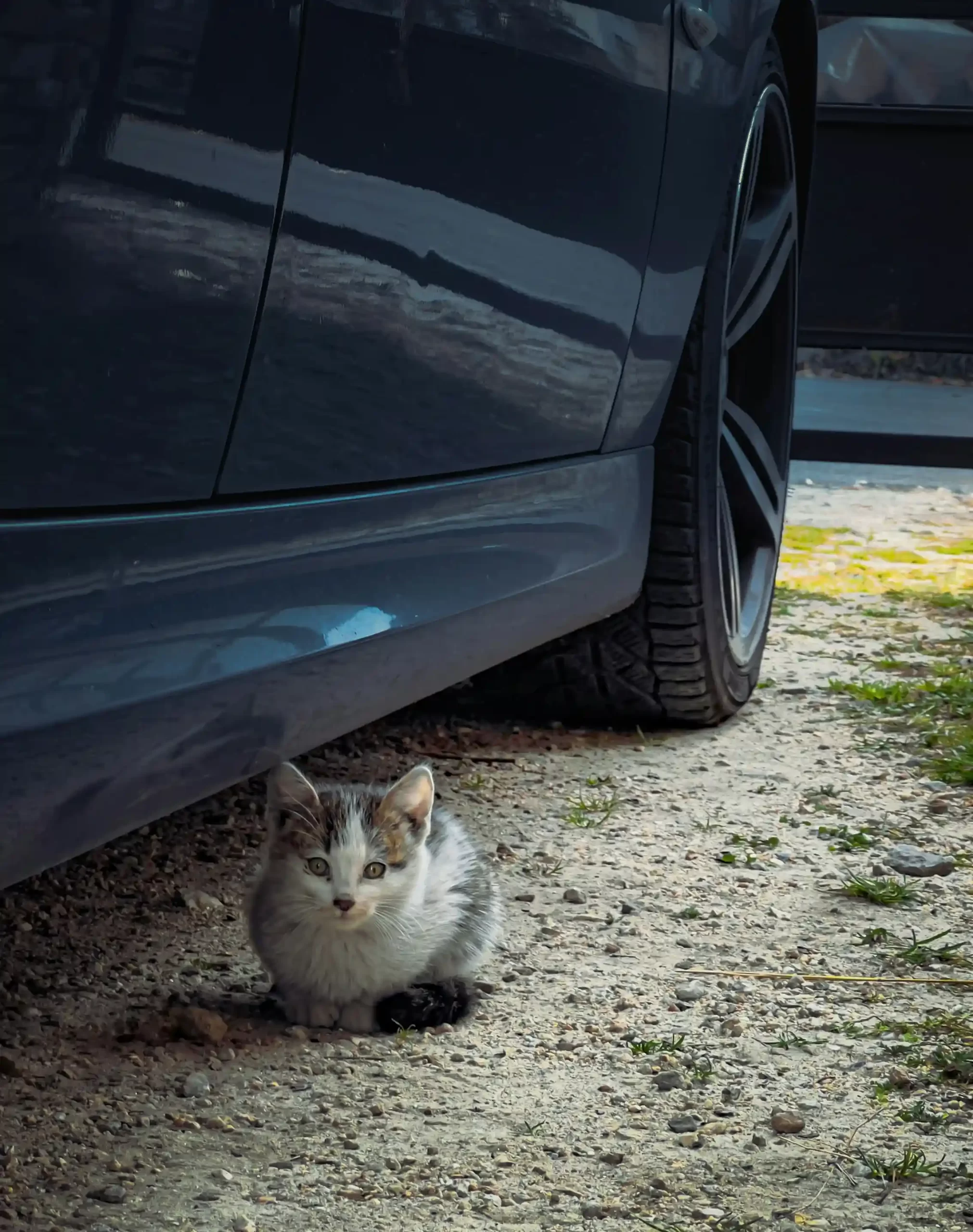 車の近くで座っている猫の様子