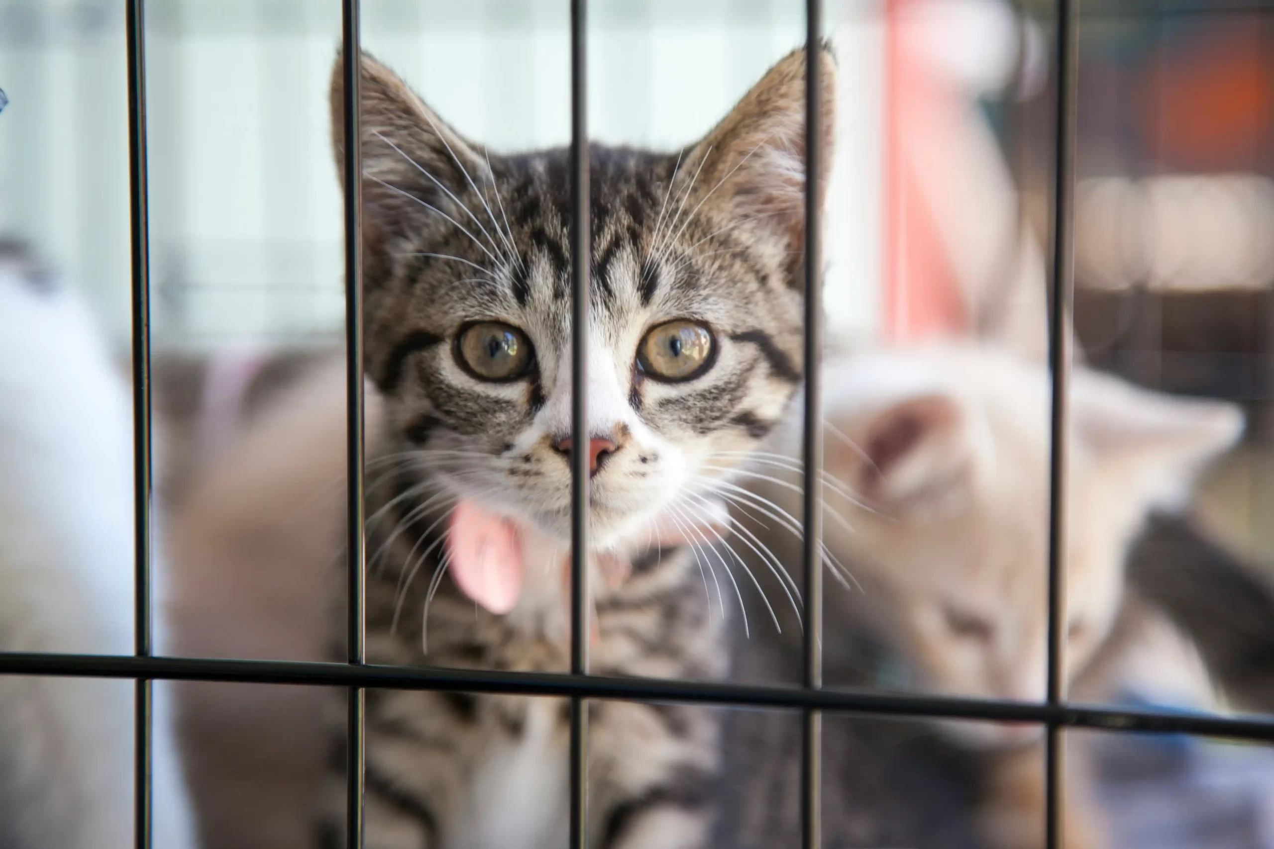 ケージの中でこちらを見つめている子猫の様子