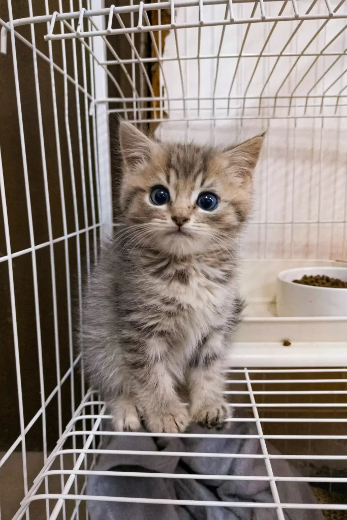 ケージの中で過ごしている小さな子猫の様子