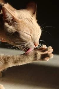 グルーミングする猫