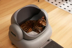 猫がトイレの中にいる