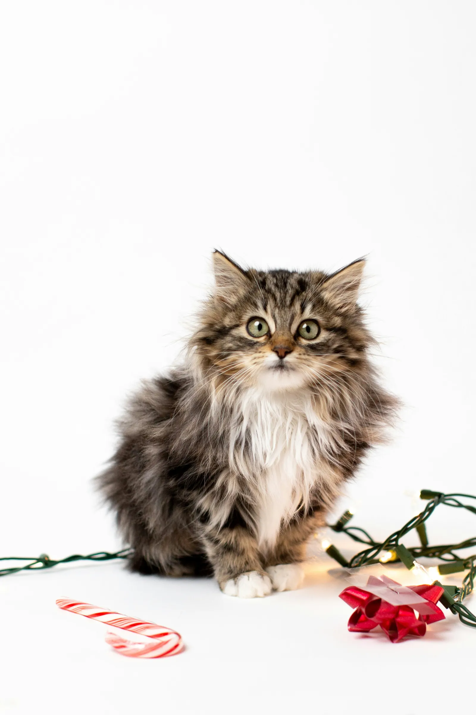 ふわふわの子猫が華やかな飾りつけの前でポーズを取る