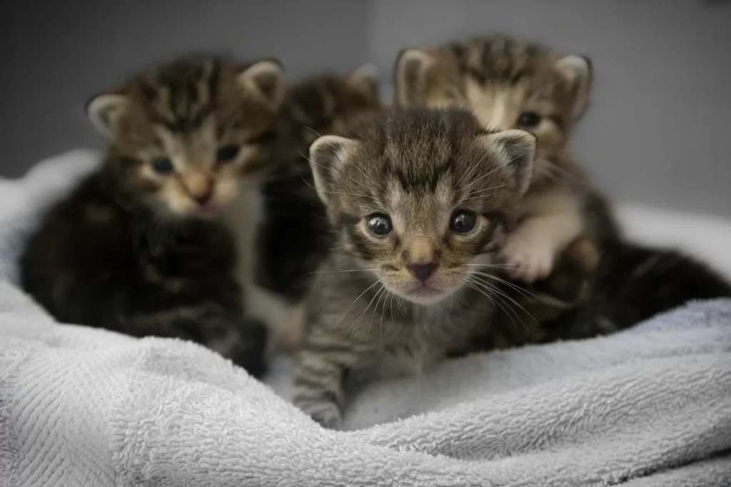 タオルの上で寄り添う生まれたばかりの子猫たち