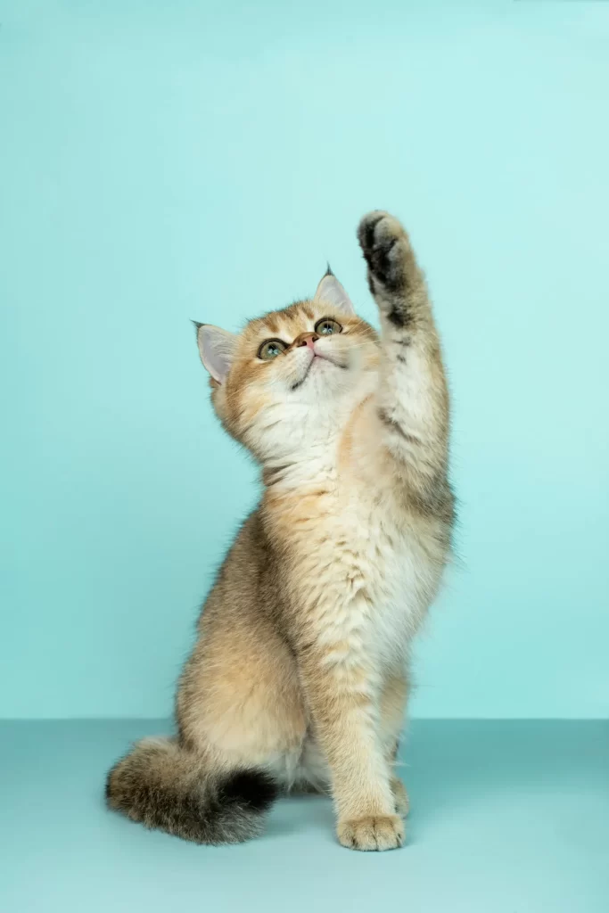 前足で遊ぶポーズをとる子猫
