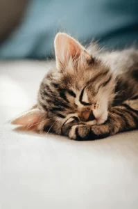 眠っているキジトラ子猫の顔