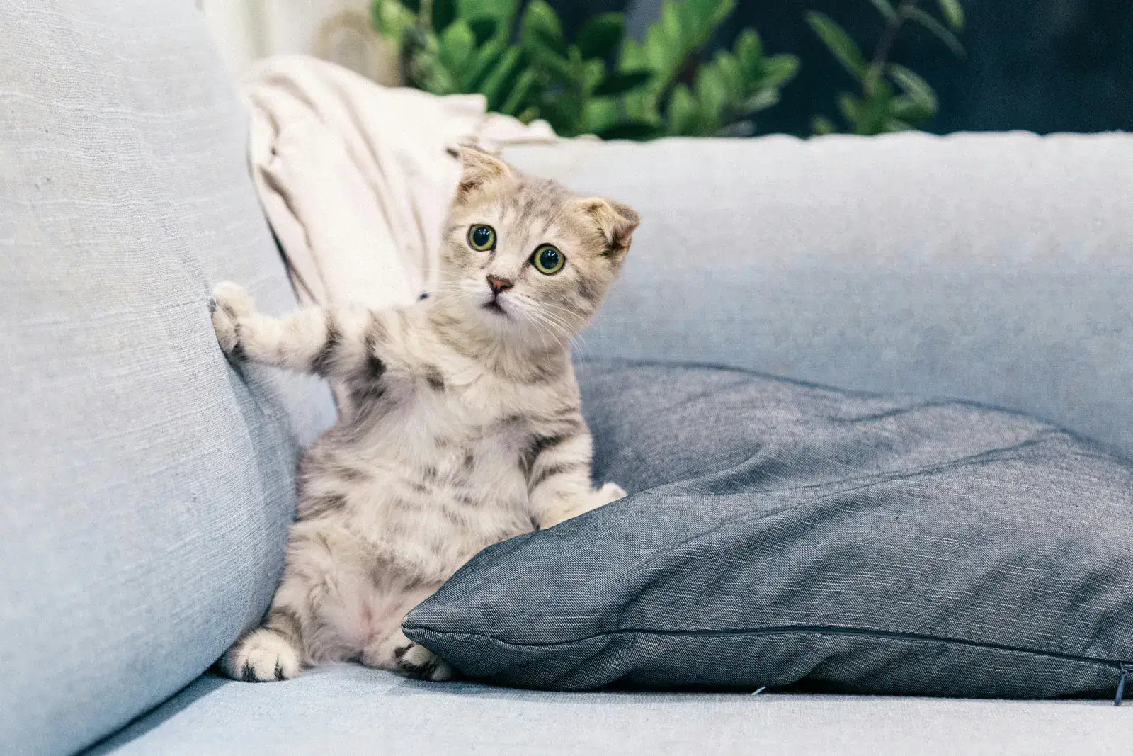 ソファの上で驚いた表情を見せる子猫