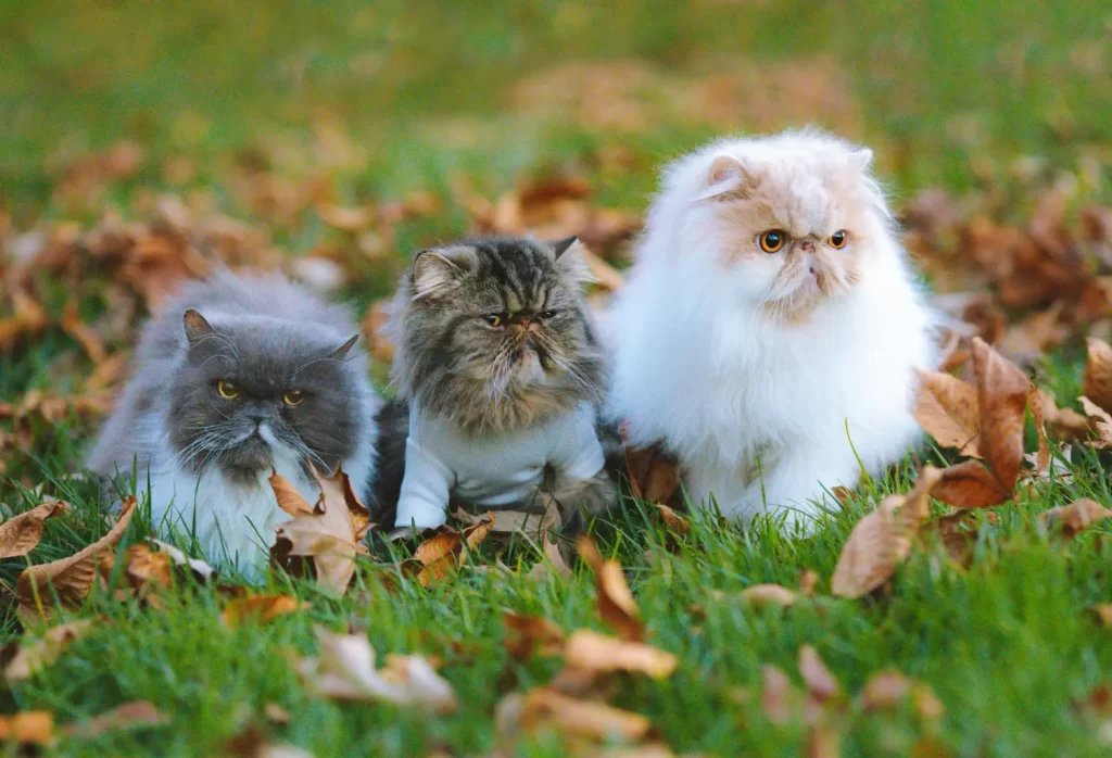 3匹並んでいる猫