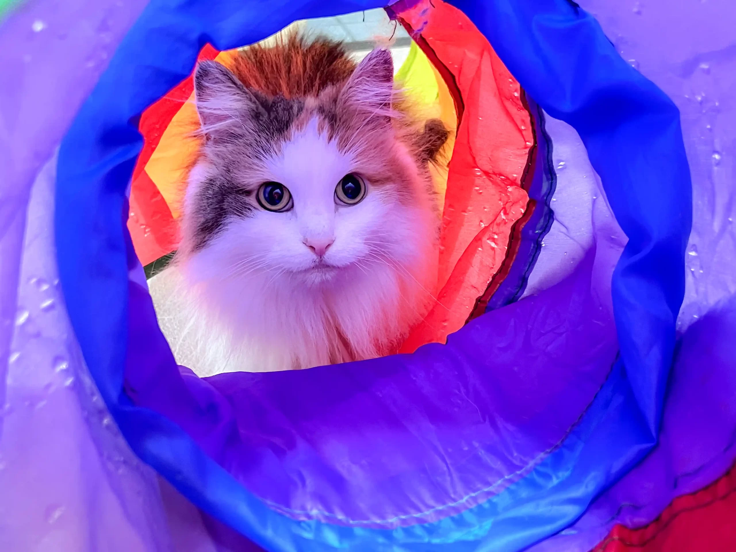 プレイトンネルの中で過ごす猫の様子