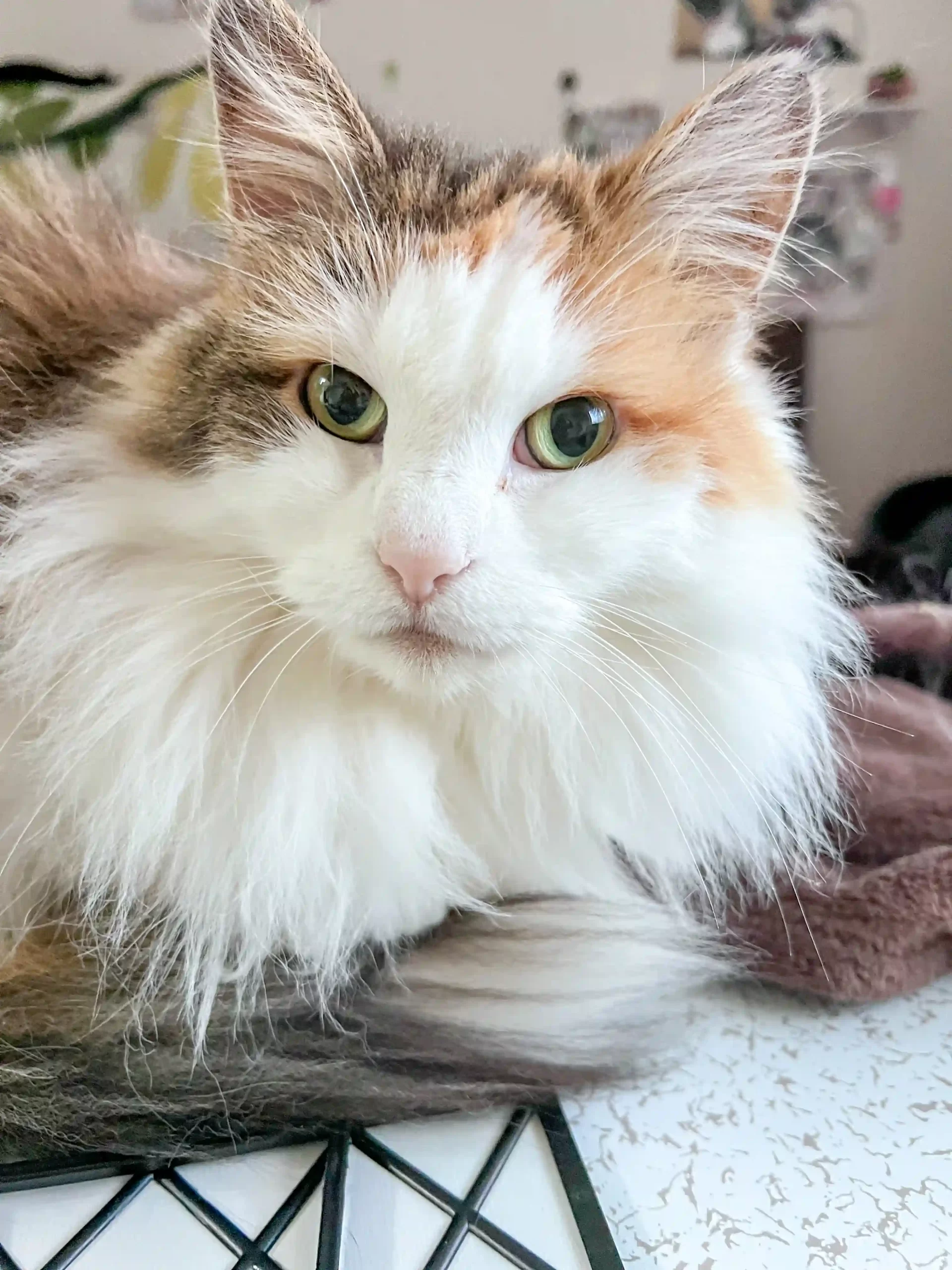 フェリウェイを使った家庭で過ごす猫の様子