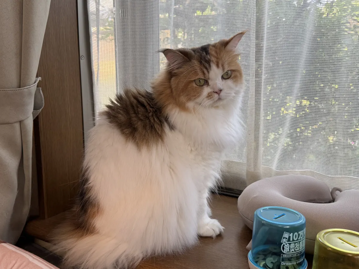 三毛猫が座っている様子