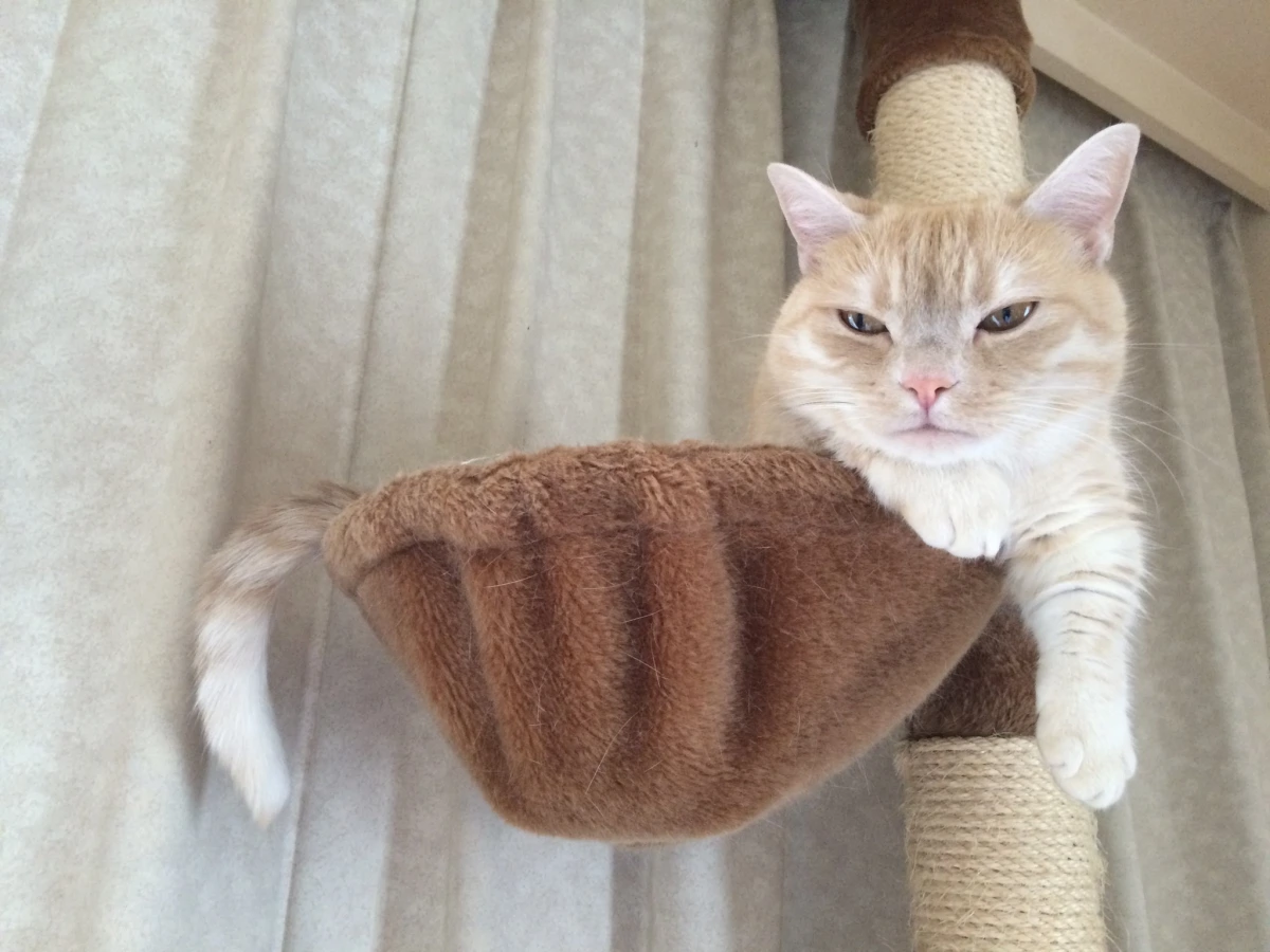 キャットタワーの上にリラックスしている白のマンチカン