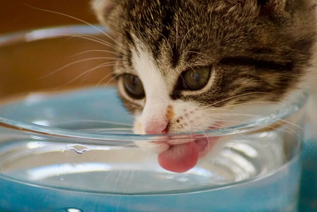 子猫が水を飲んでいる様子